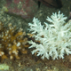 Illustration for article titled The Healthiest Corals Are Also the Fattest